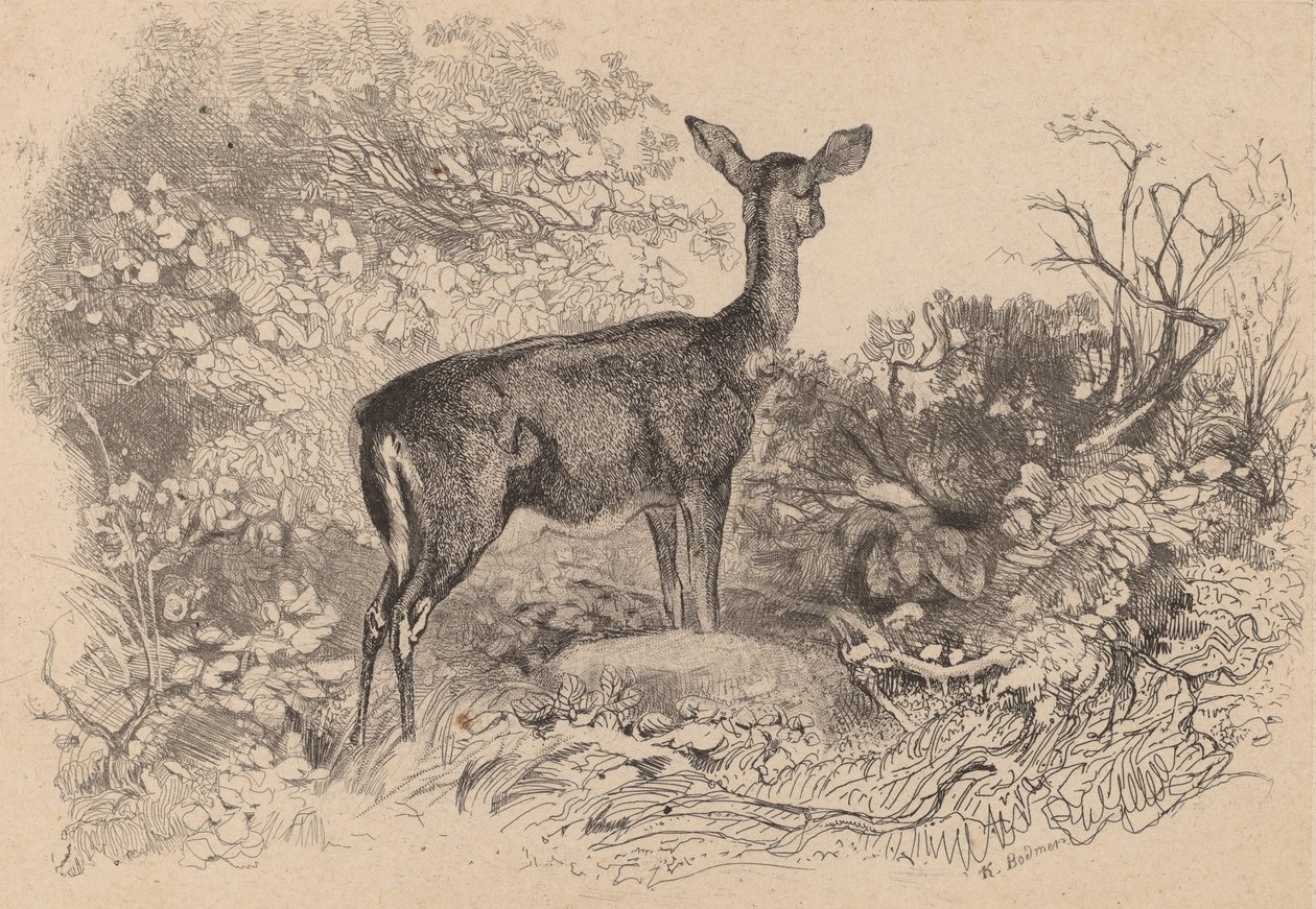 En doe. av Karl Bodmer