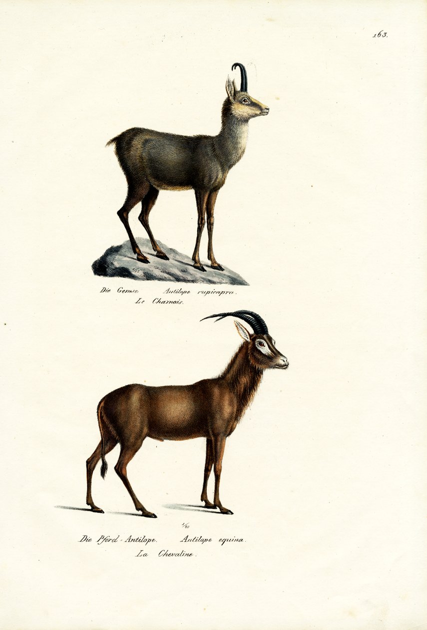Chamois, 1824 av Karl Joseph Brodtmann