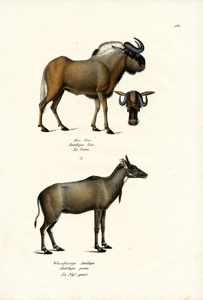 Hartebeest, 1824 av Karl Joseph Brodtmann