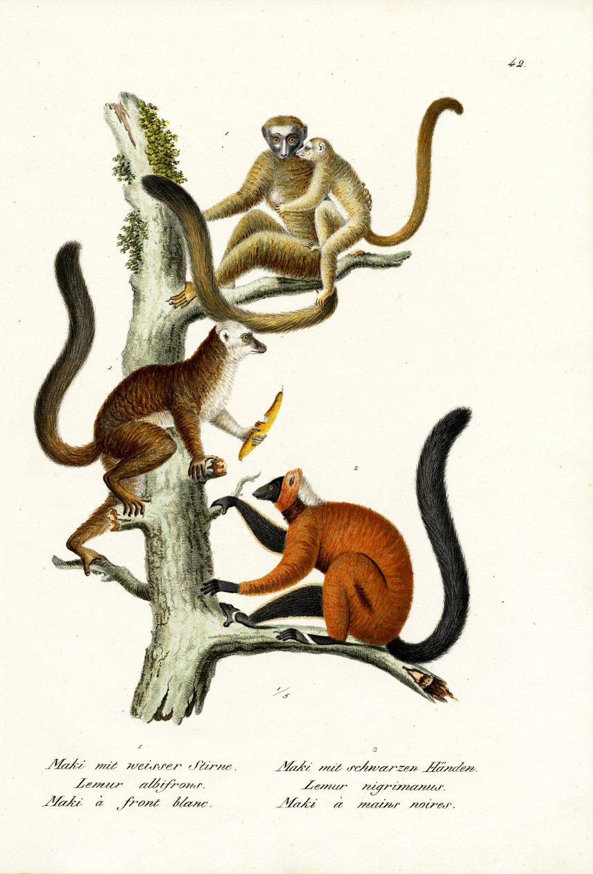 Lemur med hvit front, 1824 av Karl Joseph Brodtmann