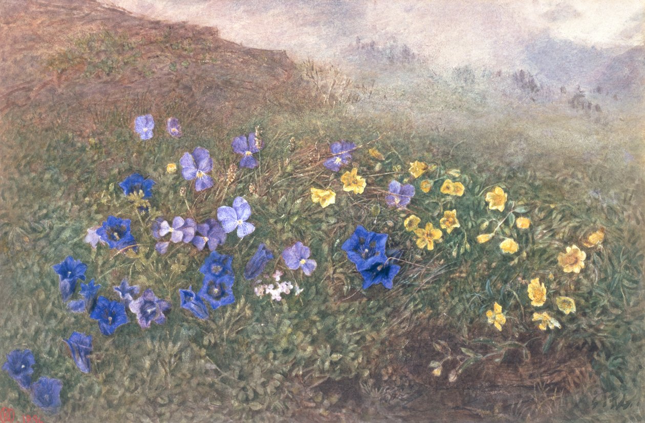 Vårfjellsblomster, 1896 av Kate fl.1873 96 Goodwin