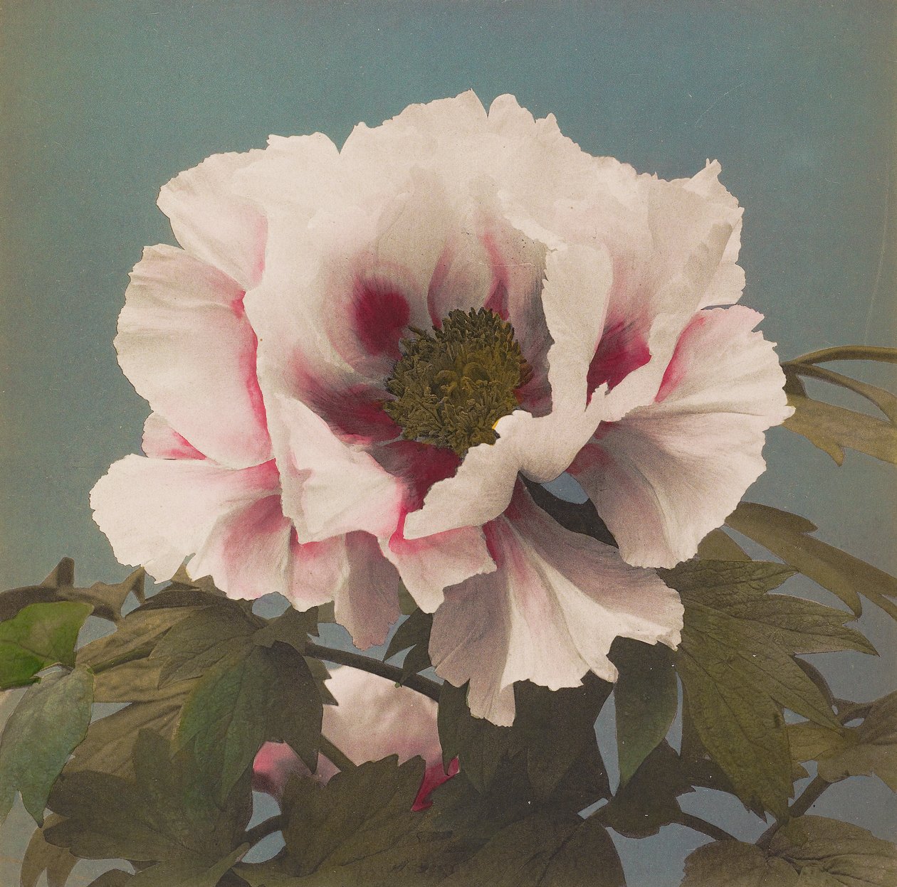 Tree Paeony av Kazumasa Ogawa