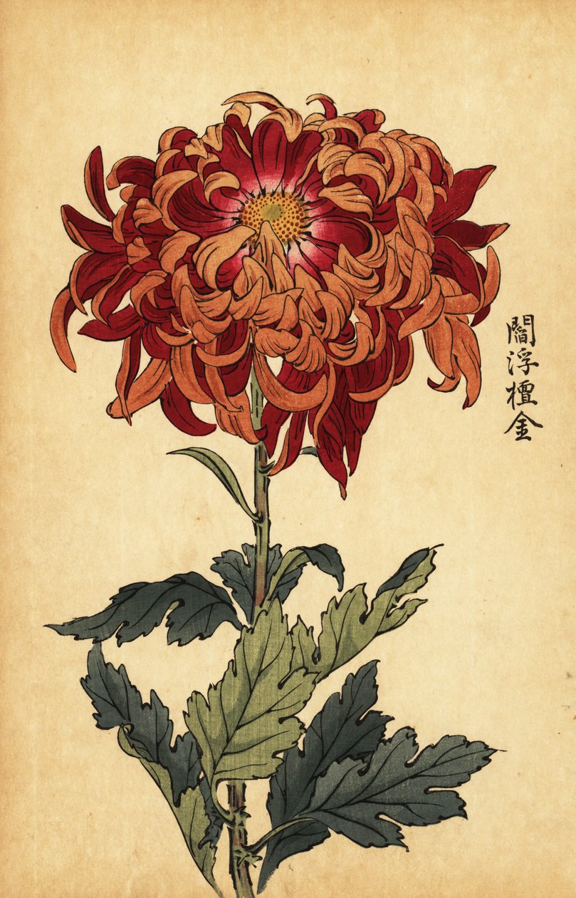 Hybrid oransje og crimson krysantemum., 1893 (gravering) av Keika Hasegawa