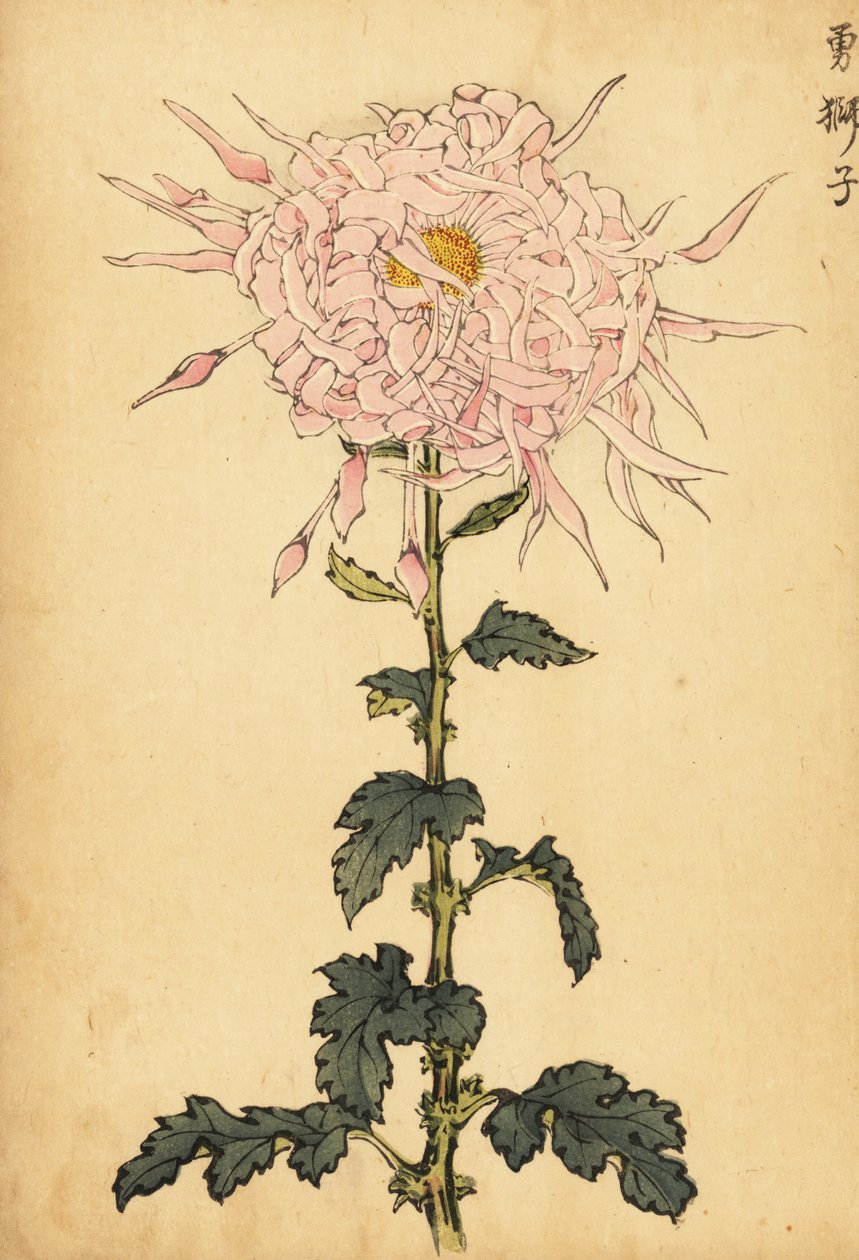 Hybrid rosa edderkoppkrysantemum., 1893 (gravering) av Keika Hasegawa