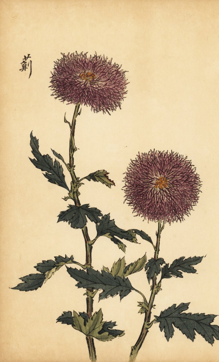 Hybrid lilla krysantemum., 1893 (gravering) av Keika Hasegawa