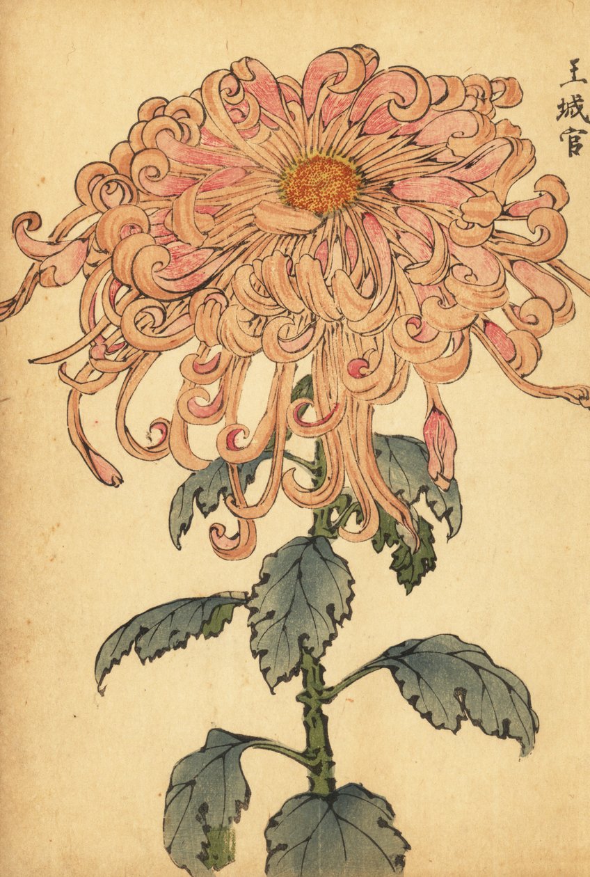 Hybrid lakserosa krysantemum med krøllede kronblad., 1893 (gravering) av Keika Hasegawa