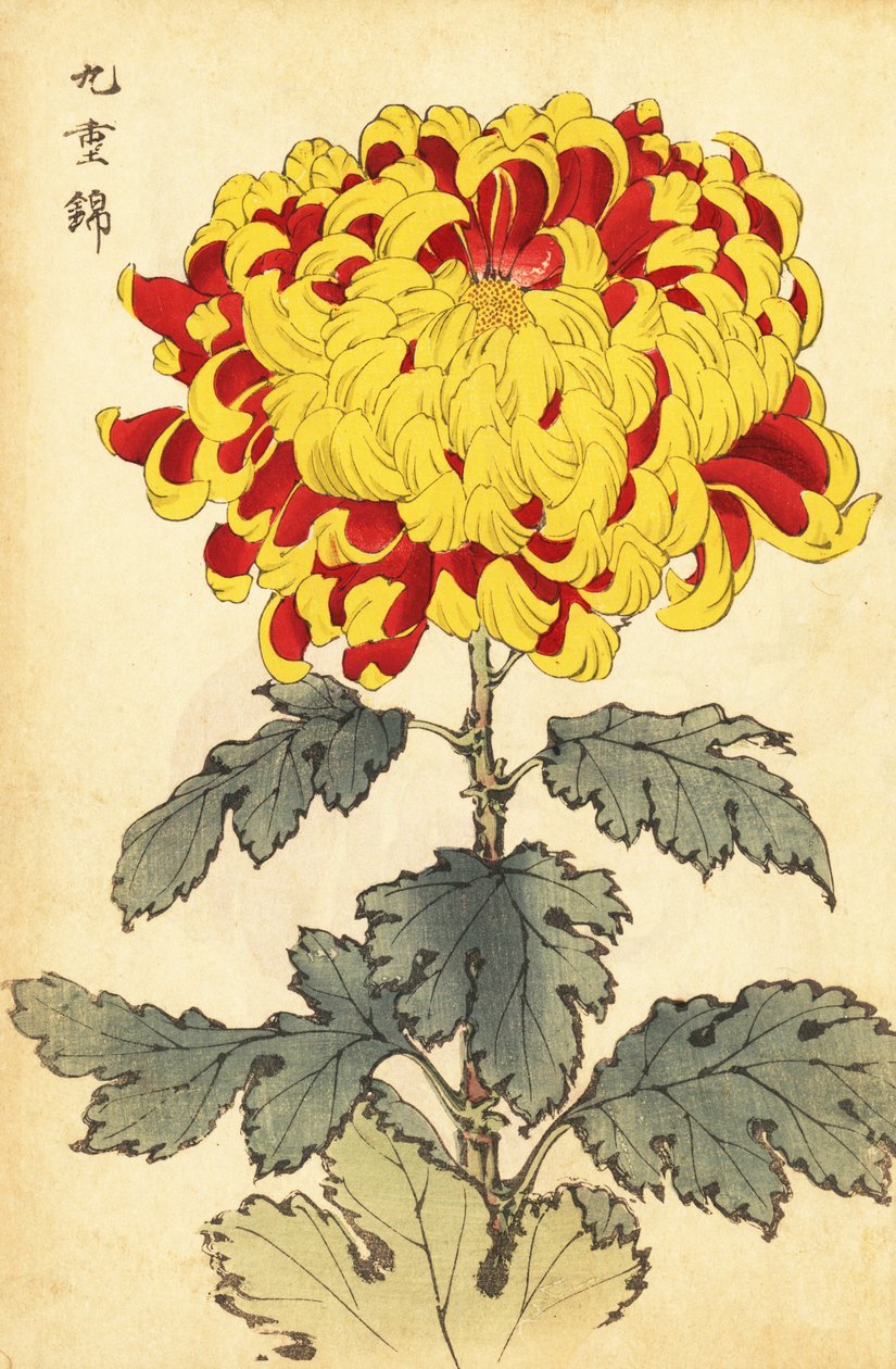 Hybrid skarlagenrød og gul krysantemum., 1893 (gravering) av Keika Hasegawa