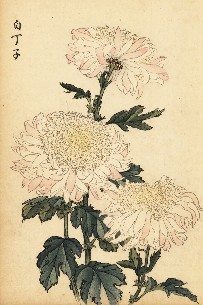 Hybrid hvit og rosa krysantemum., 1893 (gravering) av Keika Hasegawa