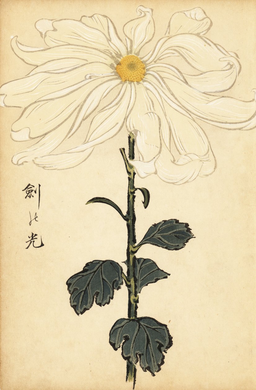 Hybrid hvit krysantemum., 1893 (gravering) av Keika Hasegawa