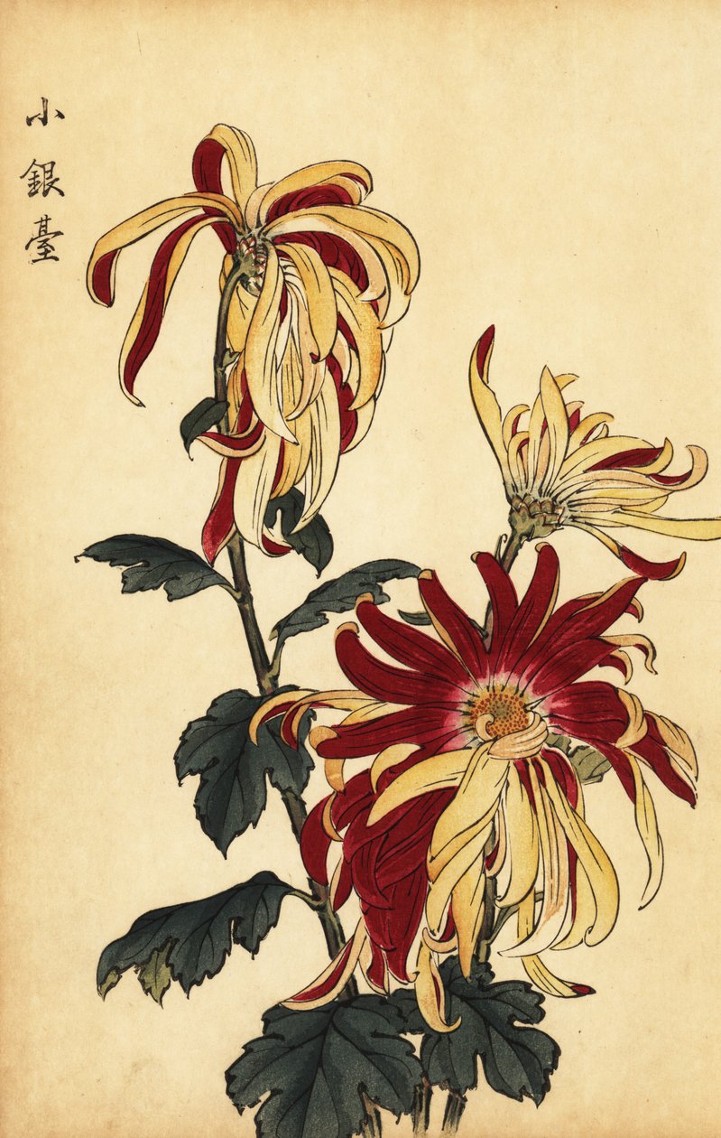 Hybrid gul og karmosinrød krysantemum., 1893 (gravering) av Keika Hasegawa