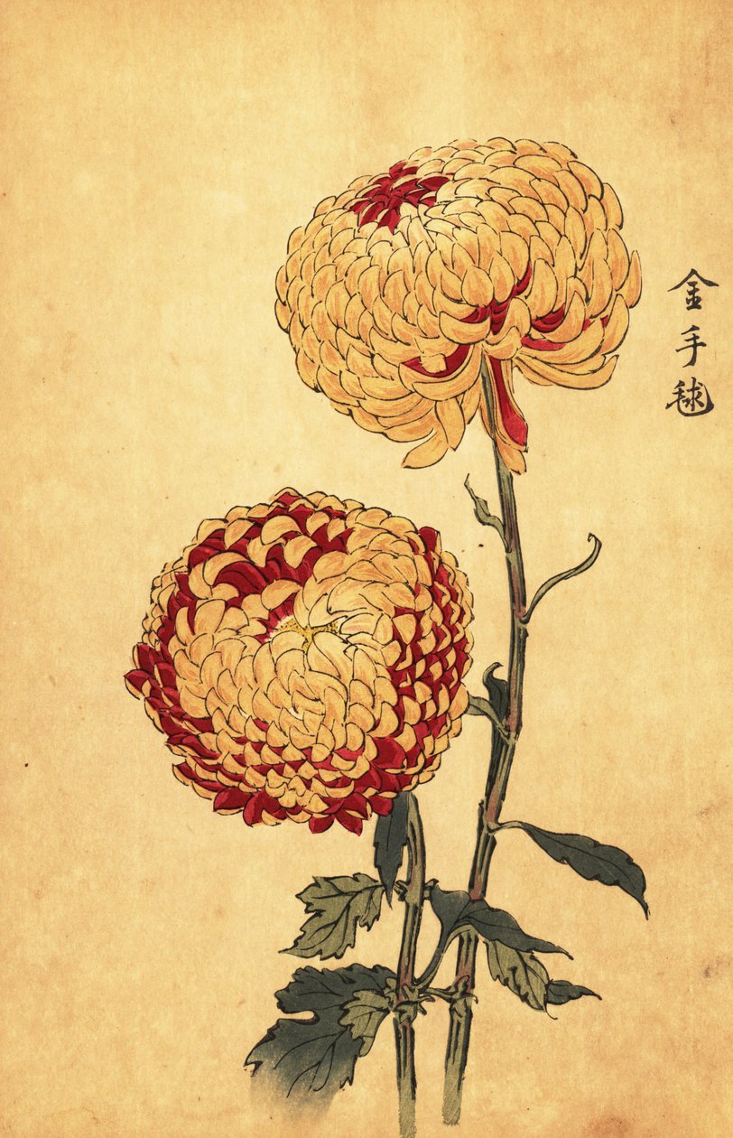 Hybrid gul og skarlagen pompong krysantemum., 1893 (gravering) av Keika Hasegawa