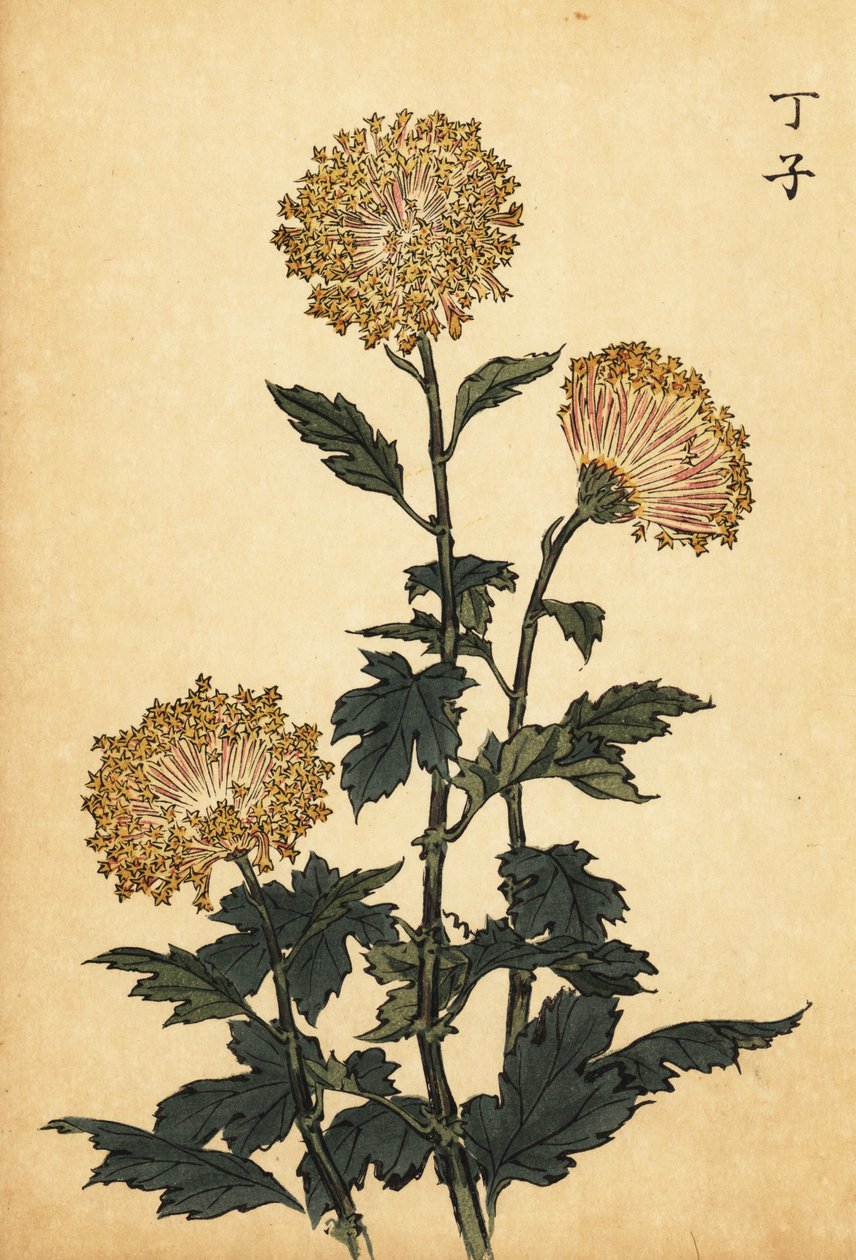 Hybrid gul krysantemum., 1893 (gravering) av Keika Hasegawa