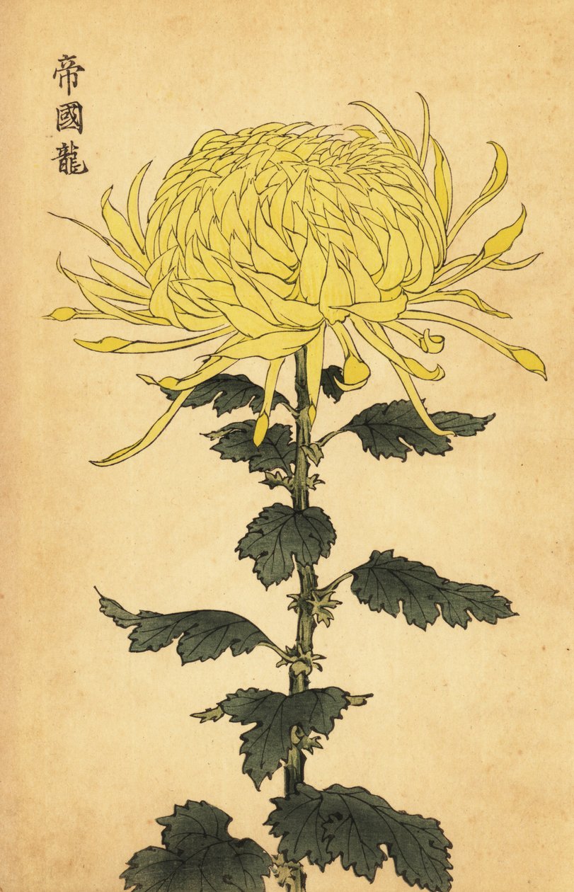 Hybrid gul krysantemum., 1893 (gravering) av Keika Hasegawa