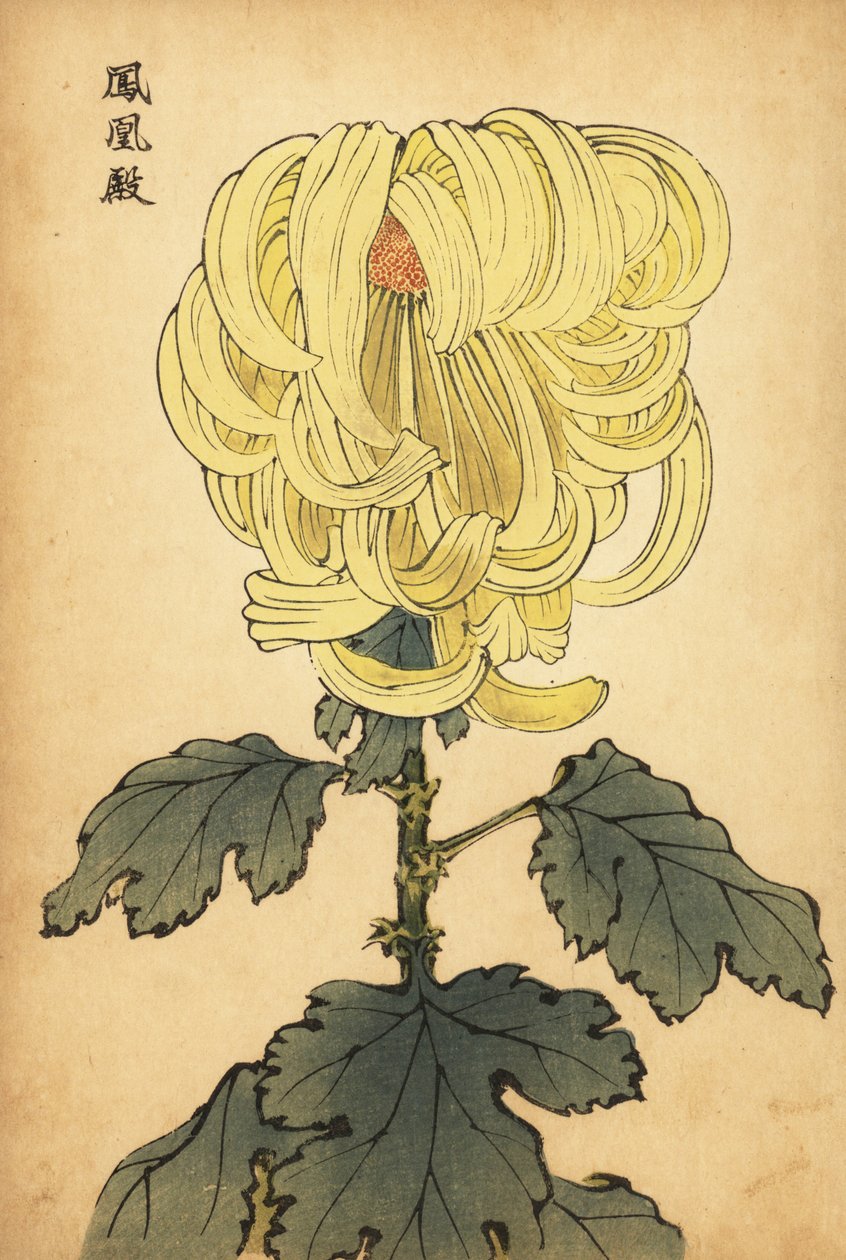 Hybrid gul incurve krysantemum., 1893 (gravering) av Keika Hasegawa
