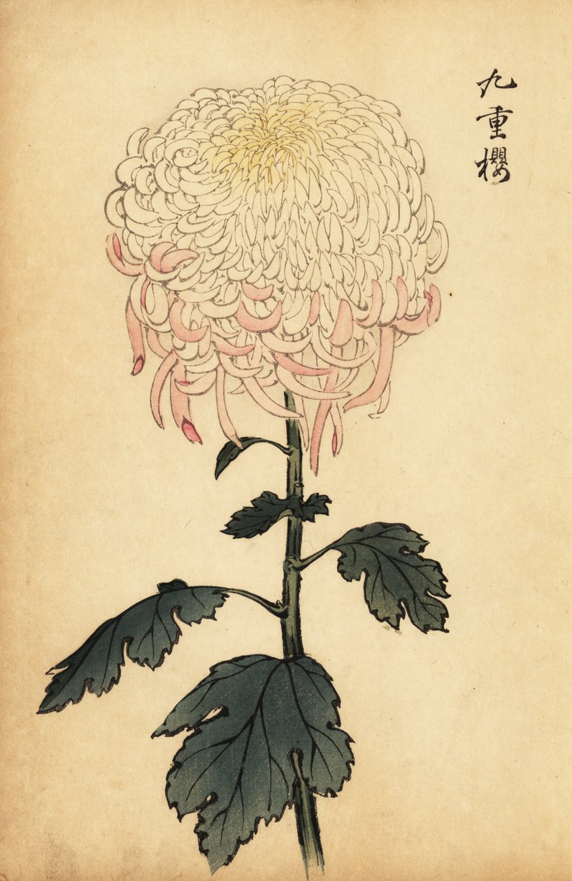 Spraglet hvit og rosa krysantemum., 1893 (gravering) av Keika Hasegawa