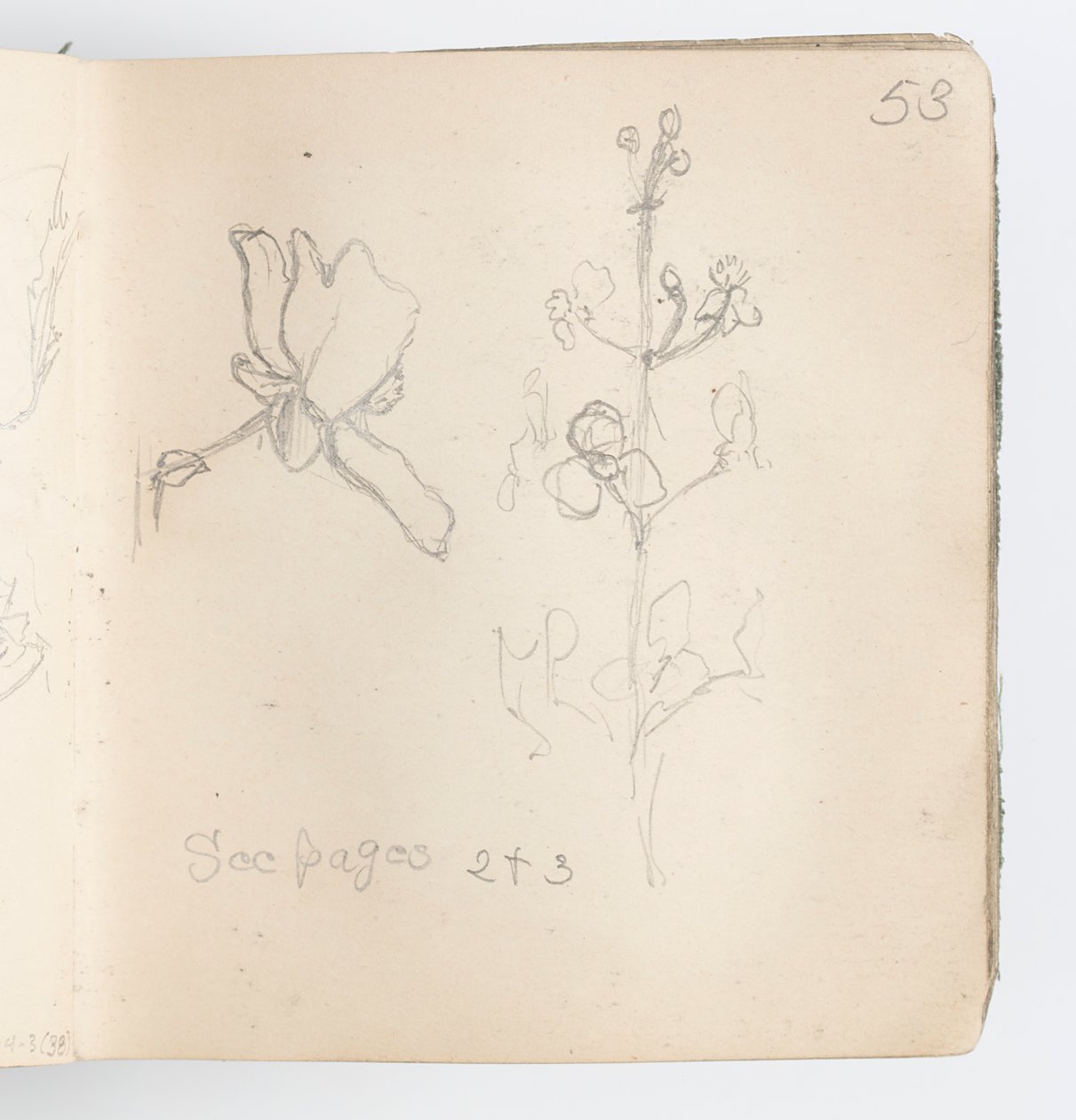 Skissebokside: Sketch of Flower av Kenyon Cox