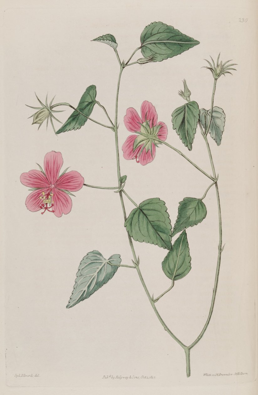 Hibiscus Phoeniceus av Ker Gawler