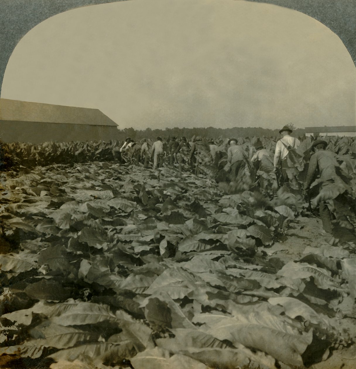 Cutting Tobacco, Kentucky, U.S.A., 1904. av Keystone View Company