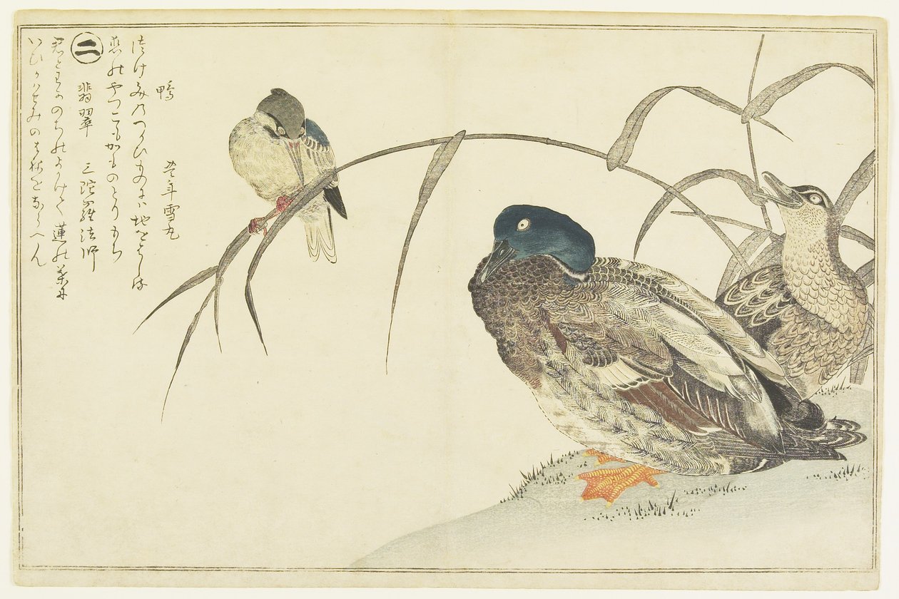 Stokkander og en isfugl, 1790 av Kitagawa Utamaro
