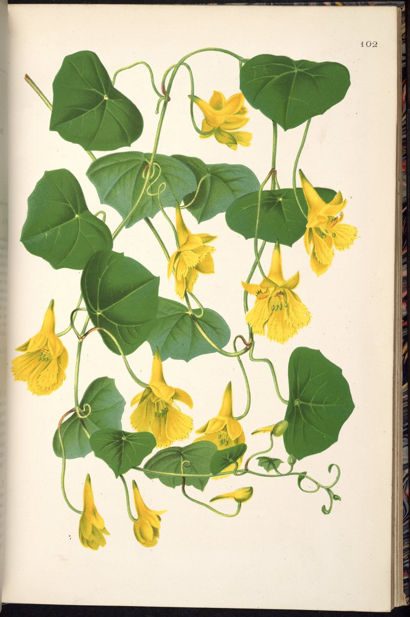 Tropaeolum pendel av Klotzsch