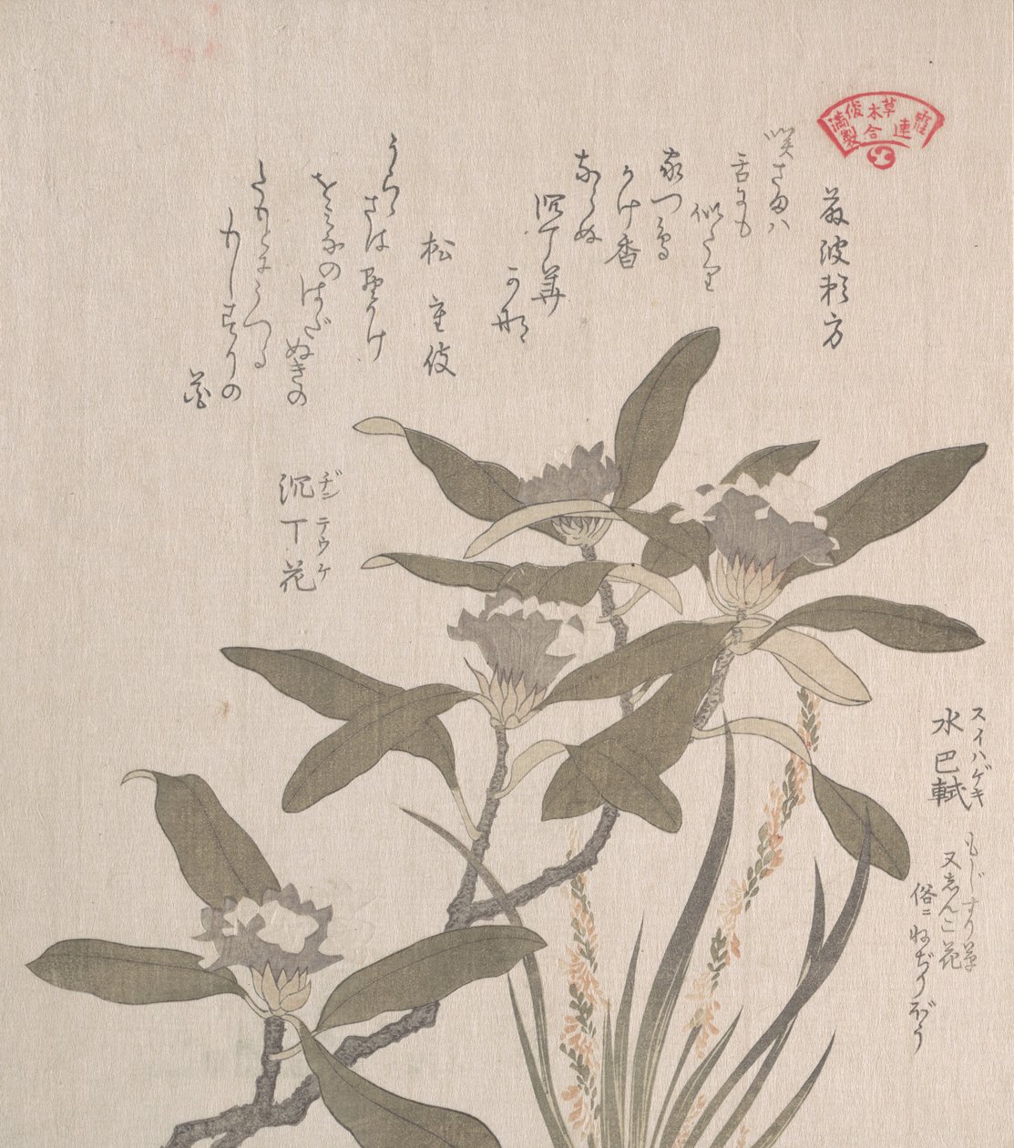 Daphne Odora og Mojisuri-so, 1800-tallet. av Kubo Shunman
