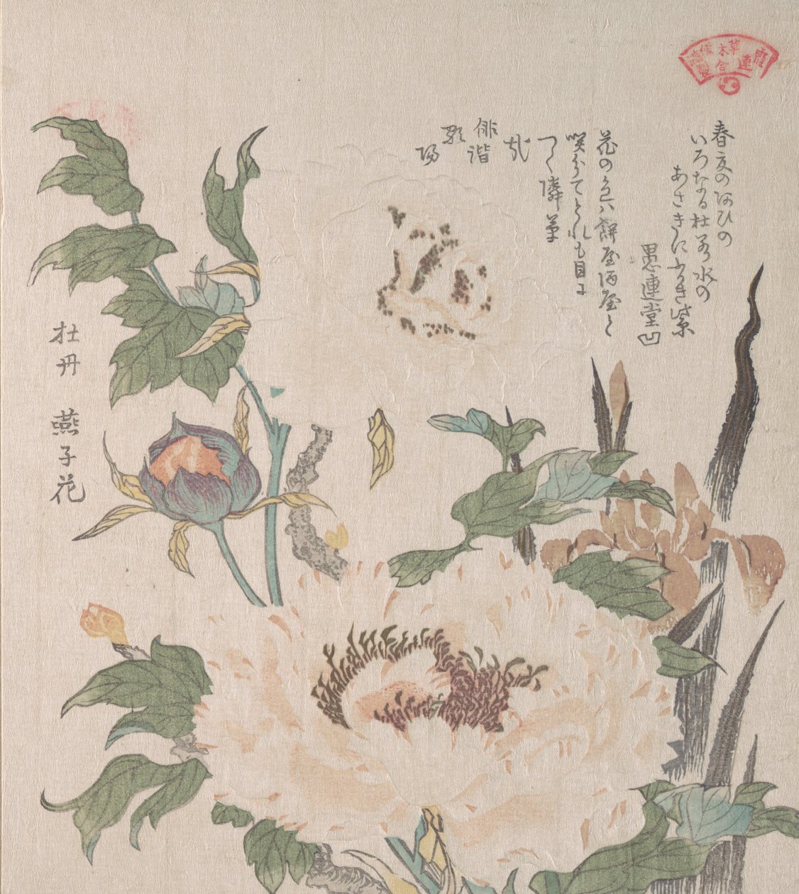 Peoner og Iris, 1800-tallet. av Kubo Shunman