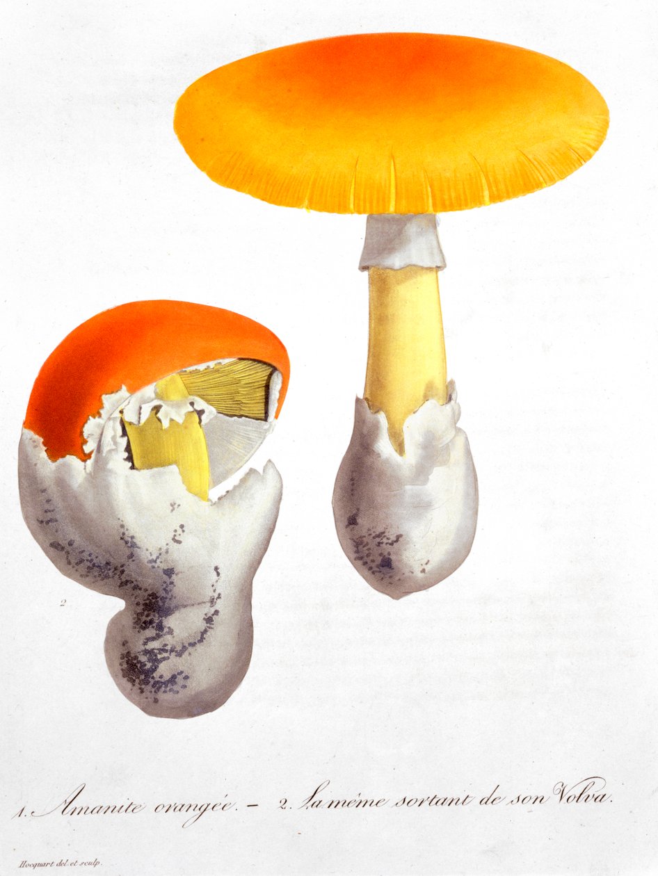 Amanita Caesarea Cæsars sopp, 1821 av LFJ Hoquart