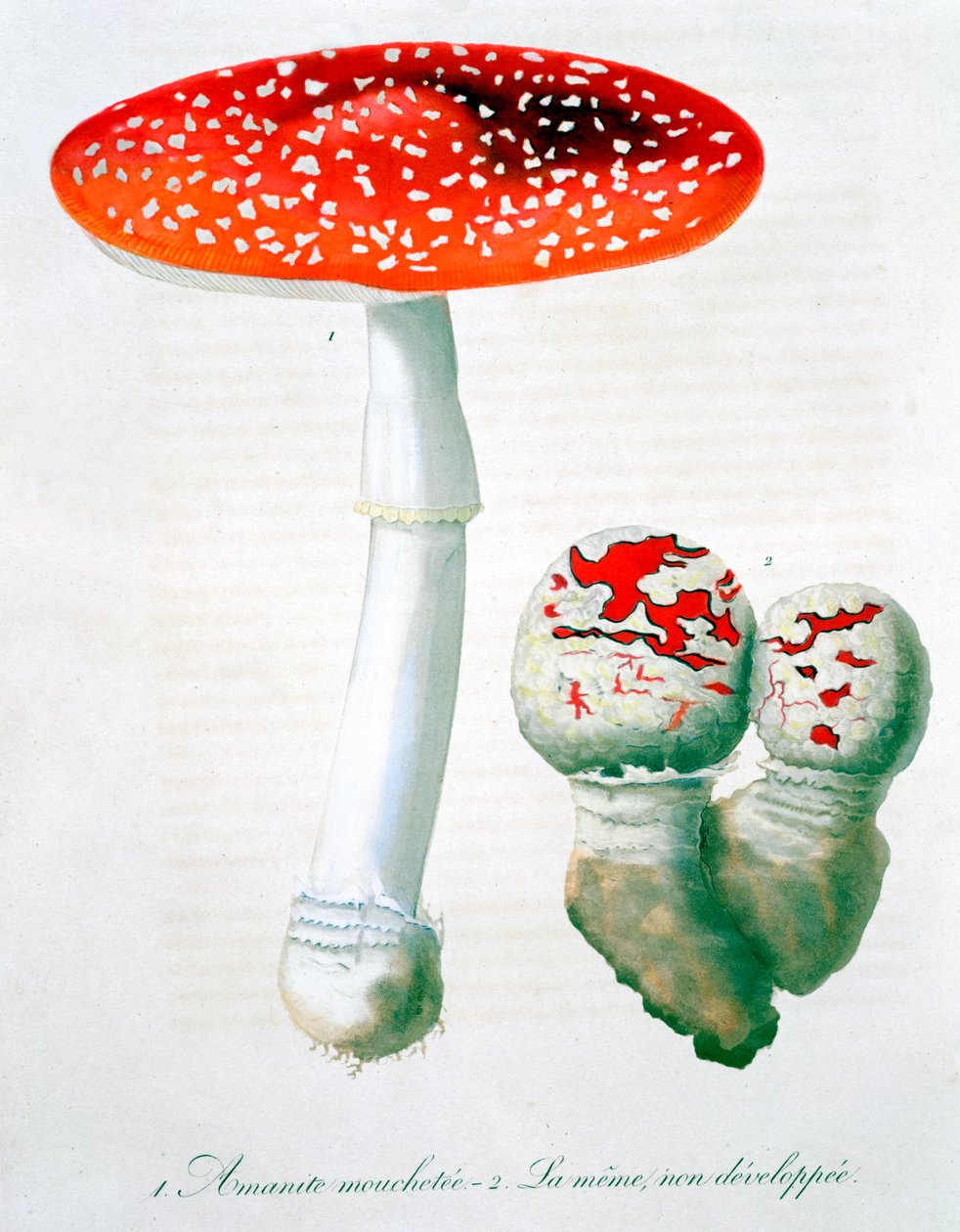 Amanita Muscaria fluesopp, 1821 av LFJ Hoquart