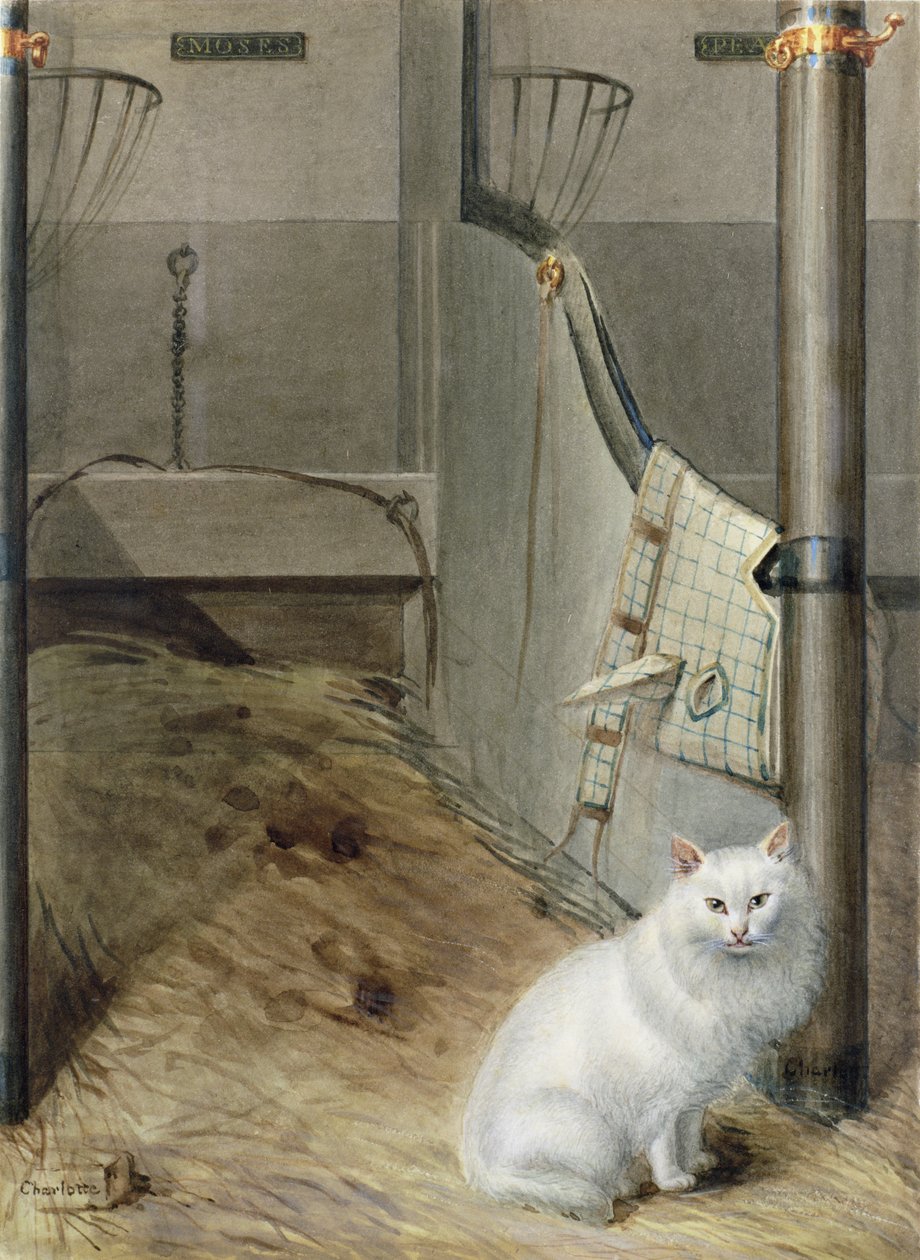 Hvit perserkatt i en stall av Lady Charlotte Schreiber