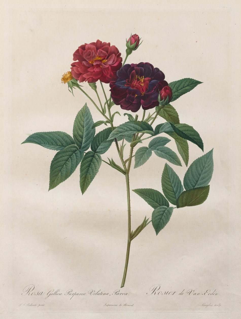 Rosene: Rosa Gallica Purpurea Velutina Parva, 1817-1824. av Langlois