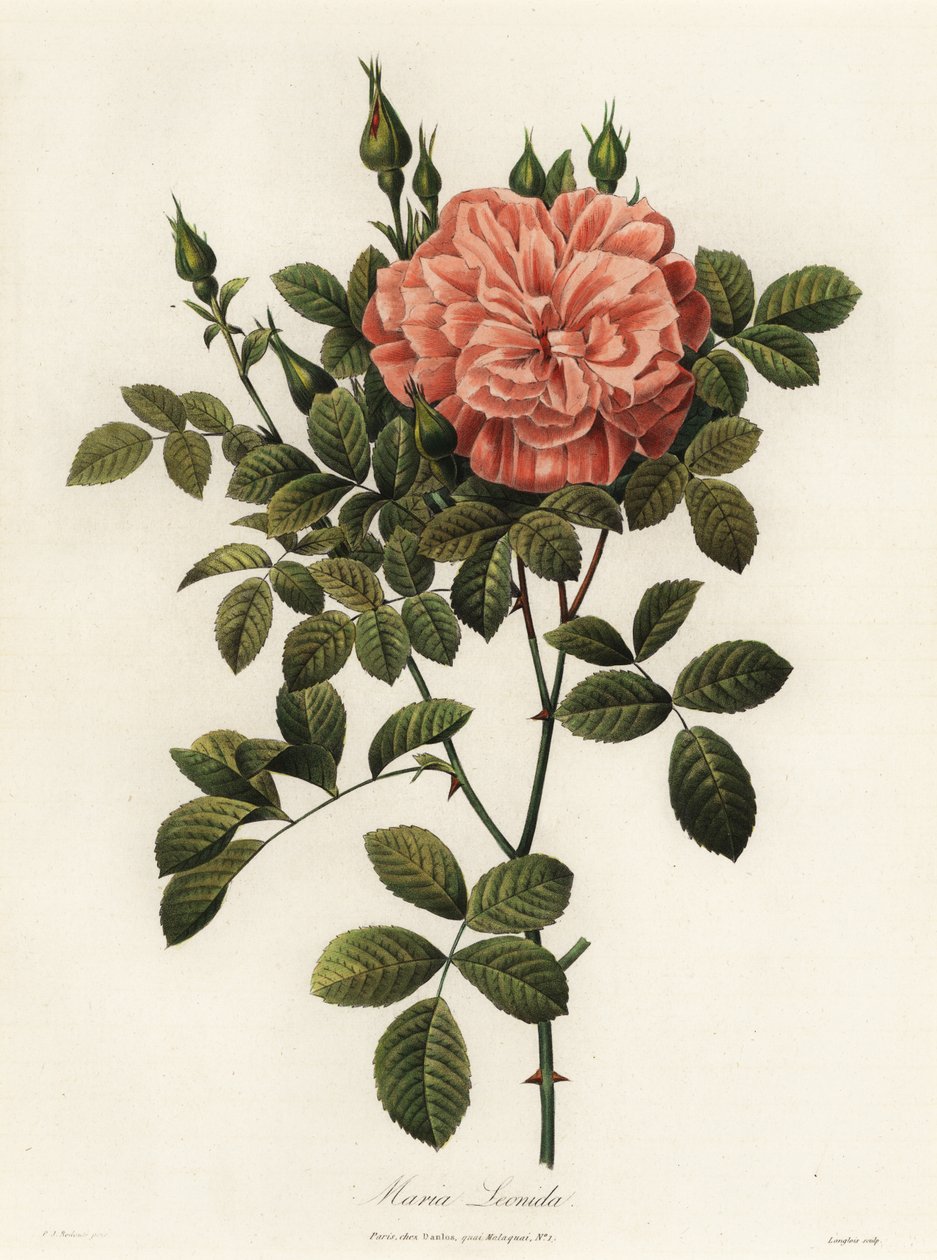 Maria Leonida, hybridrose, Rosa bracteata-sort av Langlois Langlois