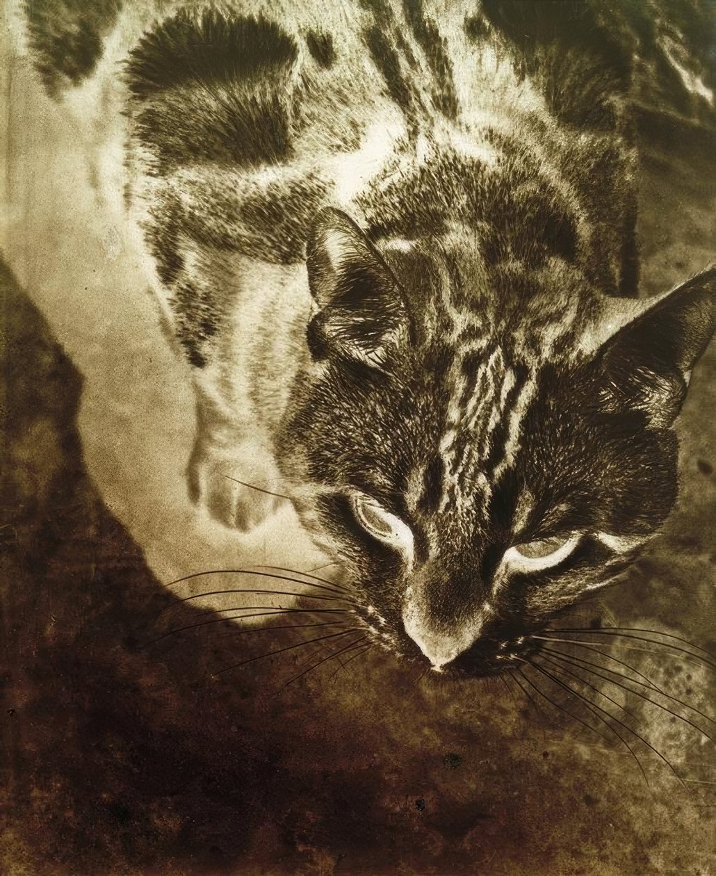 Katt (negativ utskrift) av Laszlo Moholy Nagy