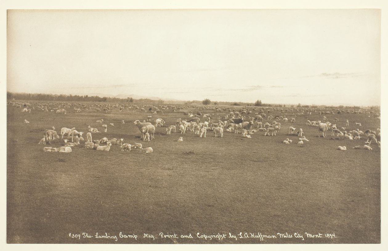 Lammeleiren, 1894. av Laton Alton Huffman