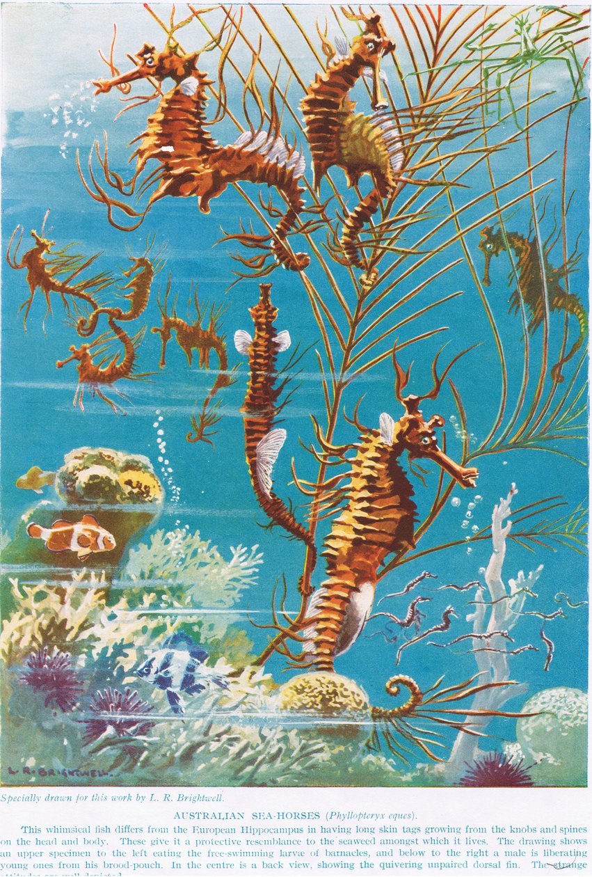 Australian Seahorses, illustrasjon fra 'The Science of Life' av Leonard Robert Brightwell