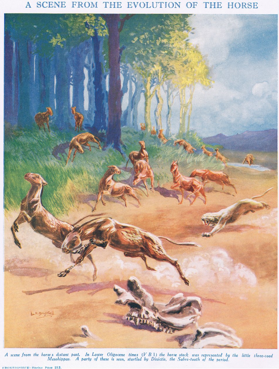 Mesohippus, illustrasjon fra 