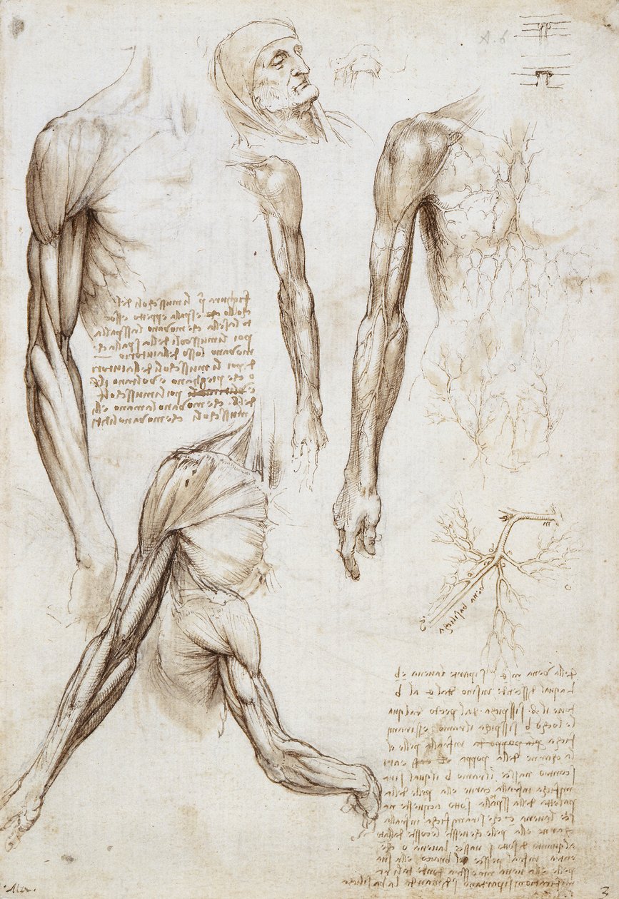 En død eller død mann i byste lengde av Leonardo da Vinci