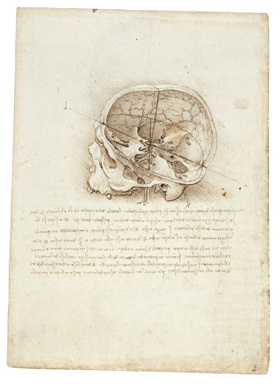 Anatomisk maleri av Leonardo Da Vinci - Scull av Leonardo da Vinci