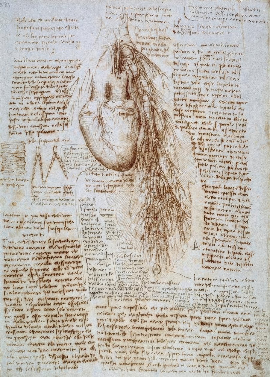 Anatomistudie: hjertet og omkringliggende blodårer med lungene av Leonardo da Vinci