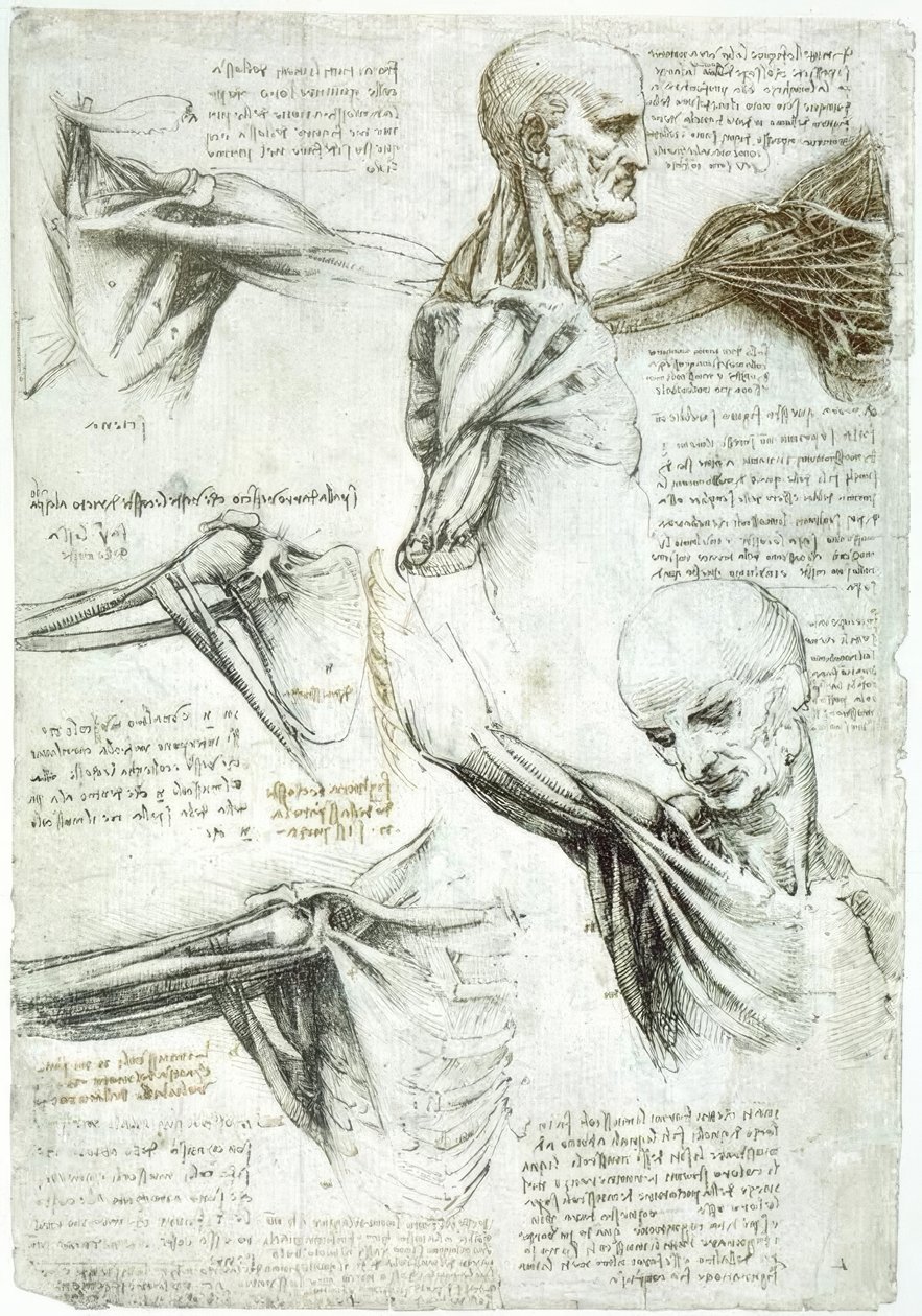 Anatomiestudien av Leonardo da Vinci