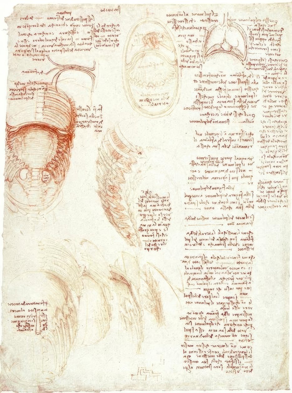 Anatomistudier: brystkasse og mellomgulv av Leonardo da Vinci