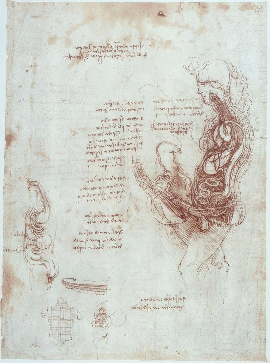 Anatomistudier: samleieposisjon i lengdesnitt av Leonardo da Vinci