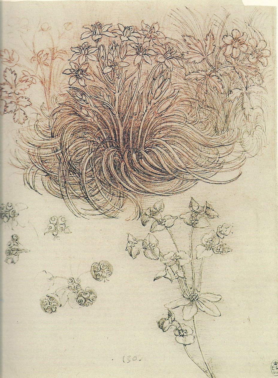 Ornithogalum (Betlehems stjerne) av Leonardo da Vinci