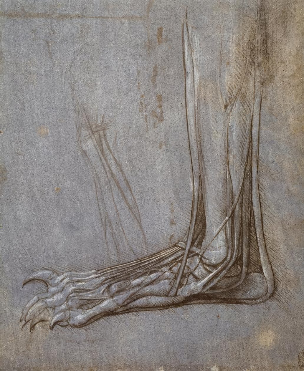 Ekstensorsener på tærne til en bjørns pote av Leonardo da Vinci