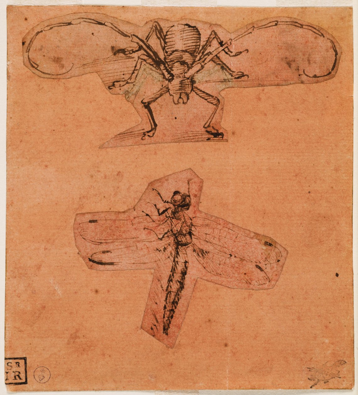 Studie av insekter, ca. 1480 (øverste tegning) og ca. 1503-1505 (nederste tegning) (penn og blekk på forberedt papir av rødt, tegninger kuttet ut og limt) av Leonardo da Vinci