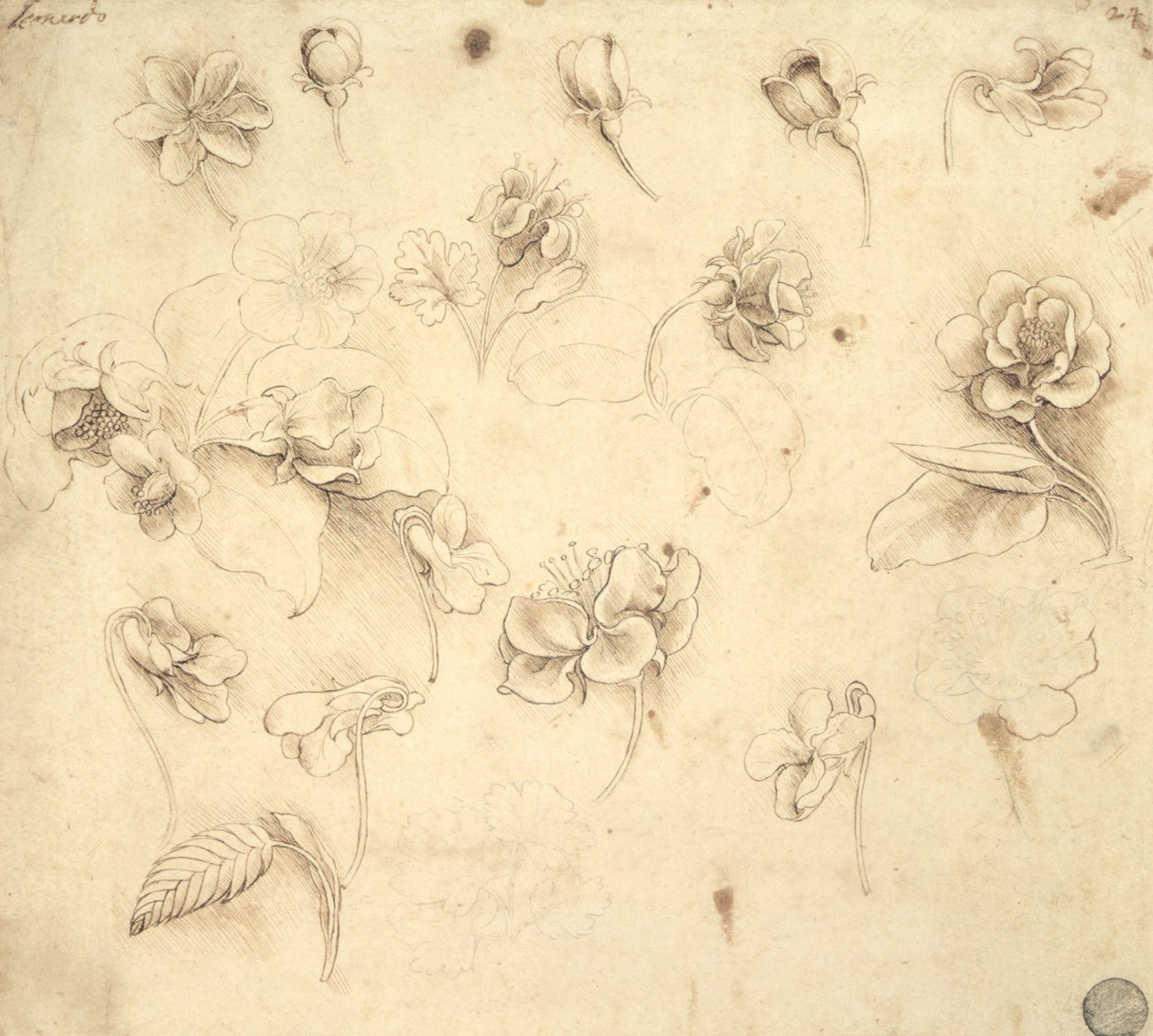 Studie av blomstene til gresslignende planter (Briza Maxima) ca. 1481-83 av Leonardo da Vinci