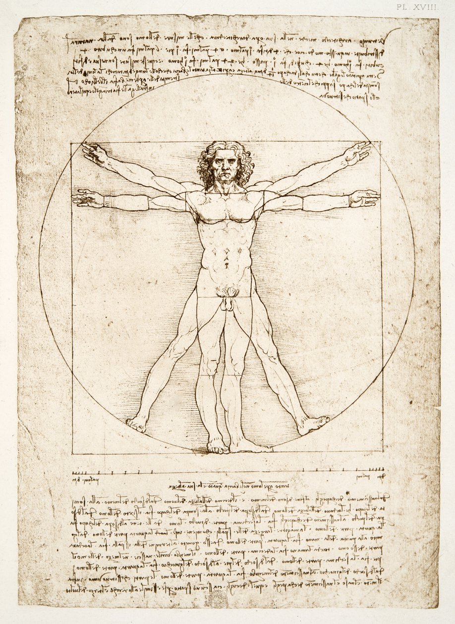 Proporsjonene til den menneskelige figuren (etter Vitruvius), ca. 1492 (faksimile) av Leonardo da Vinci