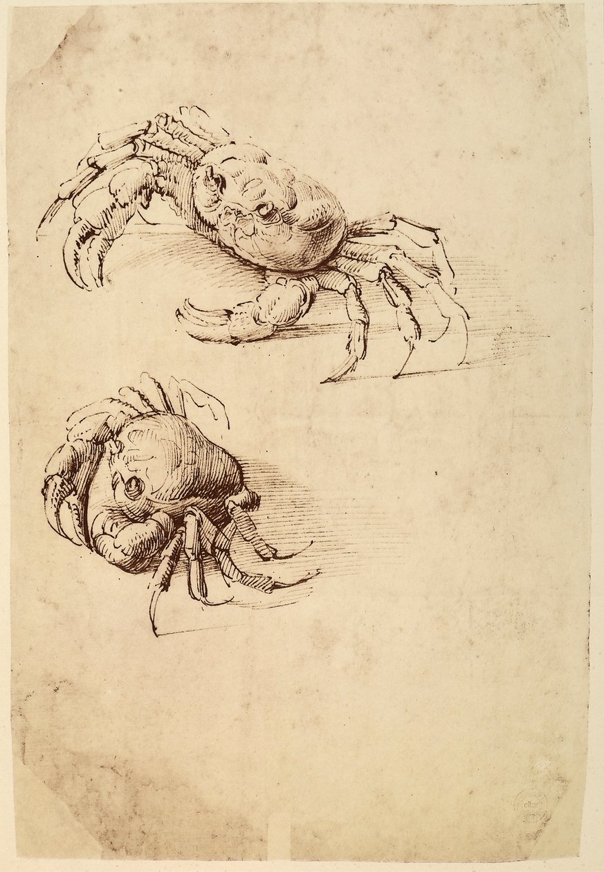 To krabber; penntegning på hvitt papir av Leonardo da Vinci bevart i Wallraf-Richartz-museet i Köln. av Leonardo da Vinci