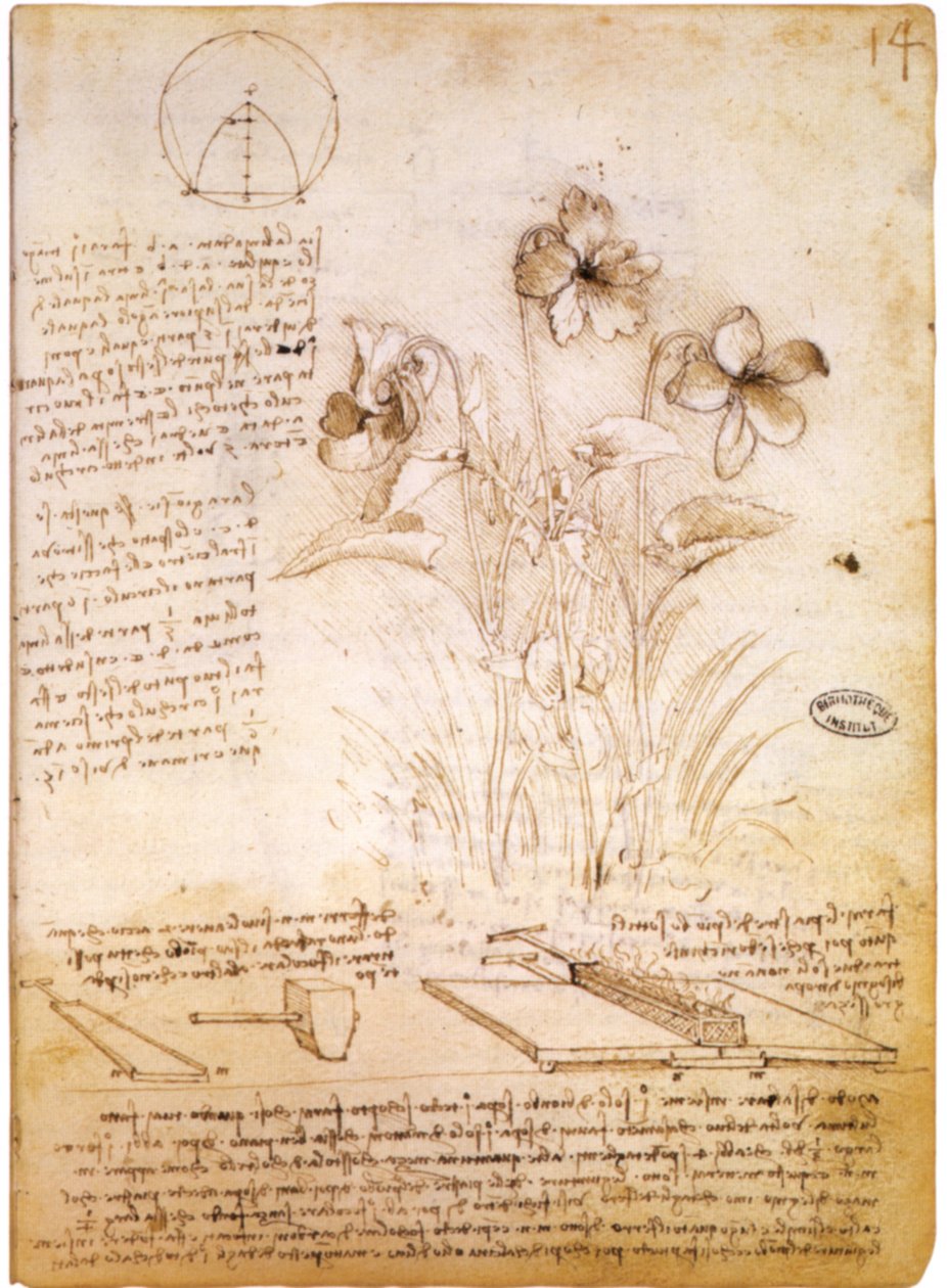 geometriske figurer og botanisk tegning av Leonardo da Vinci