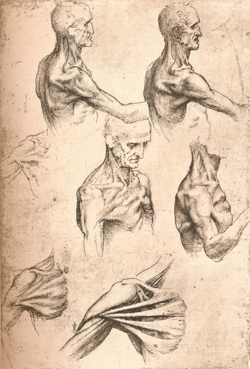 Anatomisk tegning, c1472-c1519 1883 av Leonardo da Vinci