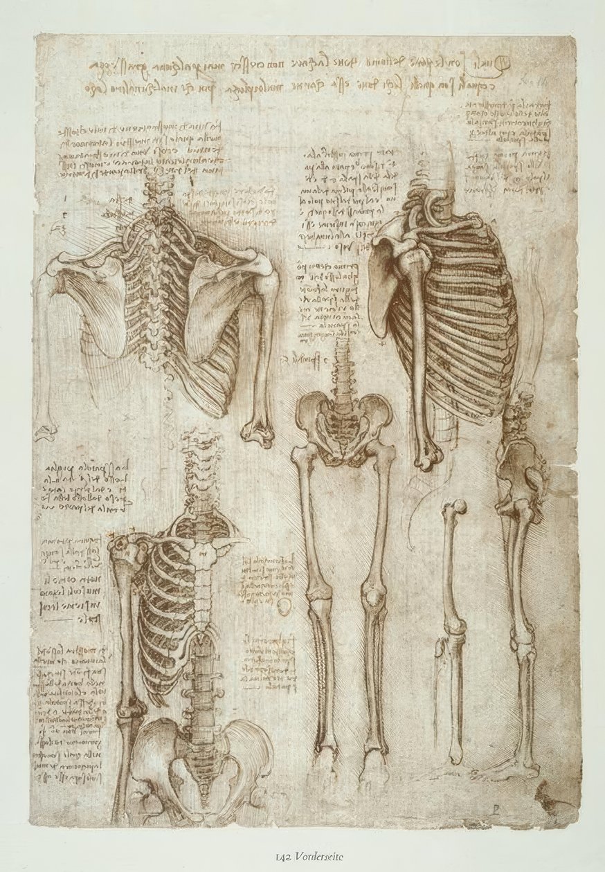 Anatomiestudien av Leonardo da Vinci
